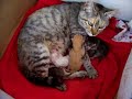 mami y sus gatitos mami y sus gatitos