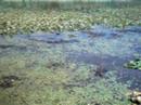 Marshlands Grounds