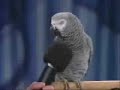 einstein the bird