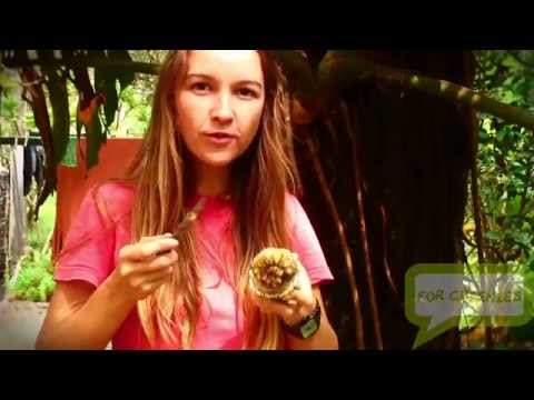 how to replant monstera