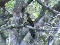 Pheasant Cuckoo