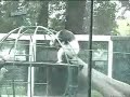 Changoleon en el zoologico de chapultepec Parte 1
