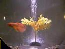 Alvar the Wonderfish!