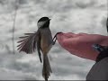 Hand feeding Black-capped Chickadees Hand feeding Black-capped Chickadees
