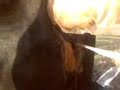 INSEMINACI�N GANADO BOVINO