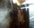 INSEMINACIÓN GANADO BOVINO