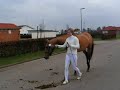 Akhal Teke Stallion