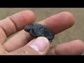 Baby Eastern Painted Turtles - part 4 of 4