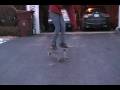 videos de Shuv Contest Entery