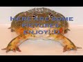 this is cheeko, my african bullfrog.
sorry, but i didn't have any music to put to this video.