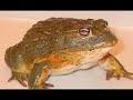 this is cheeko, my african bullfrog.
sorry, but i didn't have any music to put to this video.