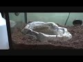 this is cheeko, my african bullfrog.
sorry, but i didn't have any music to put to this video.