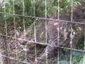 Enrichment for children- Big Cat TV