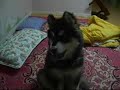 Malamute howling (1)