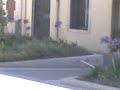 voici une excursion en milieu urbain, milieu ou vie et procr�e l'esp�ce si redout� de tous : le vieu. ici nous avons eu la chance d'observ� jean-raoul gilberto, digne successeur de la dynastie des gilbert de  p�ron-sur-plateau...une esp�ce coriace qui vit habituellement renferm� � l'�cart du monde dans un bar ou devant jean-luc reichmann le midi sur tf1