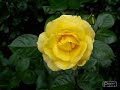 EDWARD ELGAR: Salut d\ EDWARD ELGAR: Salut d\