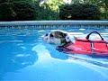 English Bulldog Swimming