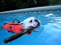 English Bulldog Swimming