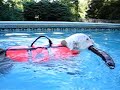 English Bulldog Swimming