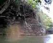 Kauai Tarzan #2