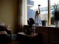 Diva de Basset.