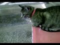 gatto e topi