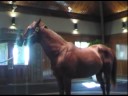 Tiznow & Distorted Humor - Winstar 2008