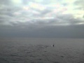 Orcas also called Killer Whales were seen on June 1st , 2010 from the deck of the Ocean Adventure Default