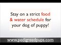 Puppy house breaking tips