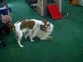 videos de Samoyed Meets Brittany