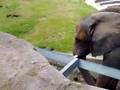 videos de nürnberg tiergarten kacirma izle