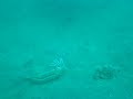 a mimic octopus and the flounder a mimic octopus and the flounder