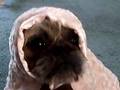 BURKAS 4 ISLAMADOG's        $19.95       Take 2