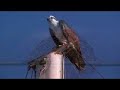 California Animal Migration California Animal Migration