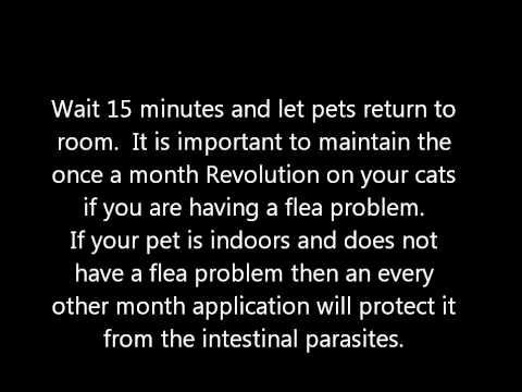 how to treat your house for fleas
