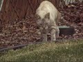 Special Needs Cat Kicked a quran then  by Allah