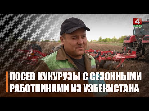 На палях працуюць і замежнікі. На Гомельшчыне кукуруза пасеяна на 80% видео
