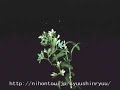 TAMESHIGIRI?Flower 4?