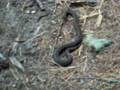 Vipera berus - Peio (TN)