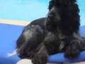Cocker Spaniel Daisy