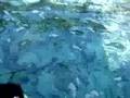 Snorkeling at Rubiah Island Sabang Banda Aceh