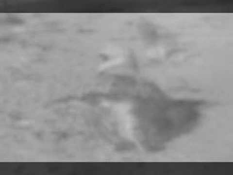 Snowy Plover Nest Hatching