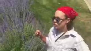 Perovskia atriplicifolia .. whaattttt