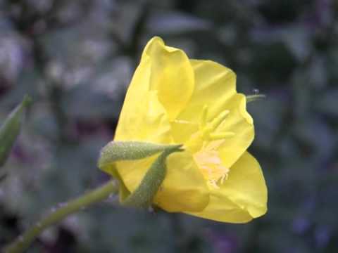 how to plant evening primrose