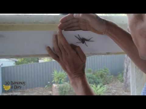 how to eliminate spiders in a house