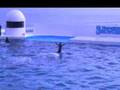 シャチの癒し Healing of a  Killer Whale