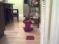videos de charlie