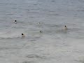 Sharks Kuredu Insland Maldives