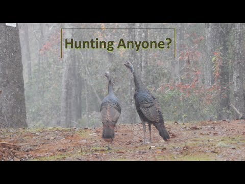 Hunting Season | Turkeys and Deer