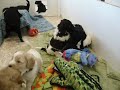 Australian Labradoodle Puppies playing, December Kiwi and Callie 3